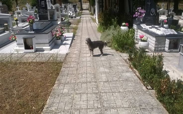 Μια συγκινητική ιστορία: Σκύλος μένει στο νεκροταφείο περιμένοντας το αφεντικό του